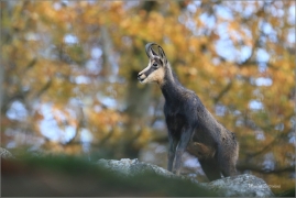 <p>KAMZÍK HORSKÝ (Rupicapra rupicapra) Lužické hory, pod Studencem ---- /Chamois - Gämse/</p>