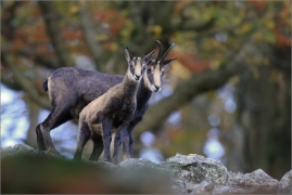 <p>KAMZÍK HORSKÝ (Rupicapra rupicapra) Lužické hory, Studenec ---- /Chamois - Gämse/</p>