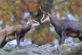 <p>KAMZÍK HORSKÝ (Rupicapra rupicapra) Lužické hory, pod Studencem ---- /Chamois - Gämse/</p>
