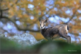 <p>KAMZÍK HORSKÝ (Rupicapra rupicapra) Lužické hory, Studenec ---- /Chamois - Gämse/</p>