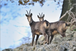 <p>KAMZÍK HORSKÝ (Rupicapra rupicapra) Lužické hory, pod Studencem ---- /Chamois - Gämse/</p>
