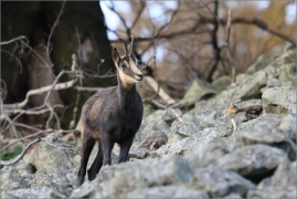 <p>KAMZÍK HORSKÝ (Rupicapra rupicapra) Lužické hory, Studenec ---- /Chamois - Gämse/</p>