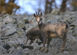 <p>KAMZÍK HORSKÝ (Rupicapra rupicapra) Lužické hory ---- /Chamois - Gämse/</p>