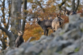 <p>KAMZÍK HORSKÝ (Rupicapra rupicapra) Lužické hory ---- /Chamois - Gämse/</p>