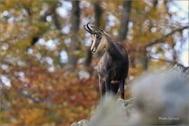 <p>KAMZÍK HORSKÝ (Rupicapra rupicapra) Lužické hory, Studenec ---- /Chamois - Gämse/</p>