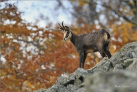 <p>KAMZÍK HORSKÝ (Rupicapra rupicapra) Lužické hory, Studenec ---- /Chamois - Gämse/</p>