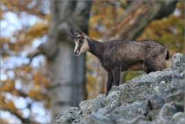 <p>KAMZÍK HORSKÝ (Rupicapra rupicapra) Lužické hory, pod Studencem ---- /Chamois - Gämse/</p>