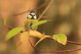 <p>SÝKORA MODŘINKA (Cyanistes caeruleus) ---- /Eurasian blue tit - Blaumeise/</p>
