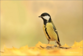 <p>SÝKORA KOŇADRA (Parus major) ------- /Great tit - Kohlmeise/</p>