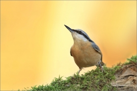 <p>BRHLÍK LESNÍ (Sitta europaea) ---- /Eurasian nuthatch - Kleiber/</p>