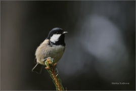 <p>SÝKORA UHELNÍČEK (Periparus ater) /Coal tit - Tannenmeise/</p>