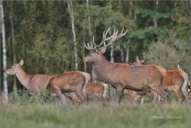 <p>JELEN LESNÍ (Cervus elaphus) obora Rumburk / Red deer / Rothirsch</p>