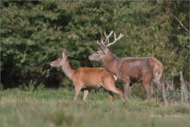 <p>JELEN LESNÍ (Cervus elaphus) obora Rumburk / Red deer / Rothirsch</p>