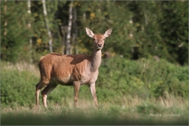 <p>JELEN LESNÍ (Cervus elaphus) obora Rumburk / Red deer / Rothirsch</p>
