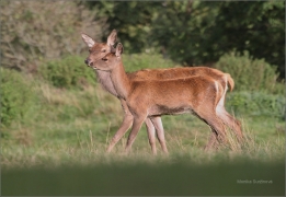 <p>JELEN LESNÍ (Cervus elaphus) obora Rumburk / Red deer / Rothirsch</p>