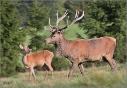 <p>JELEN LESNÍ (Cervus elaphus) obora Rumburk / Red deer / Rothirsch</p>