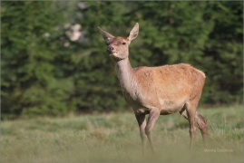 <p>JELEN LESNÍ (Cervus elaphus) obora Rumburk / Red deer / Rothirsch</p>