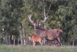 <p>JELEN LESNÍ (Cervus elaphus) obora Rumburk / Red deer / Rothirsch</p>