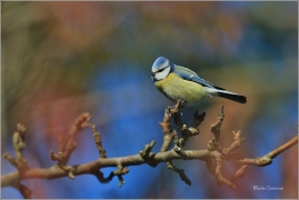 <p>SÝKORA MODŘINKA (Cyanistes caeruleus) /Eurasian blue tit - Blaumeise/</p>