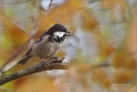 <p>SÝKORA UHELNÍČEK (Periparus ater) /Coal tit - Tannenmeise/</p>