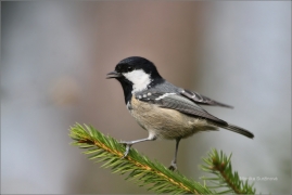 <p>SÝKORA UHELNÍČEK (Periparus ater)</p>