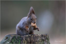 <p>VEVERKA OBECNÁ (Sciurus vulgaris) M. Bolelsav ---- /Red squirrel - Eichhörnchen/</p>
