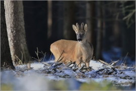 <p>SRNEC OBECNÝ (Capreolus capreolus) Šluknovsko - Harta --- /European roe deer - Reh/</p>