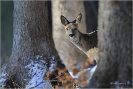 <p>SRNEC OBECNÝ (Capreolus capreolus) Šluknovsko - Harta --- /European roe deer - Reh/</p>