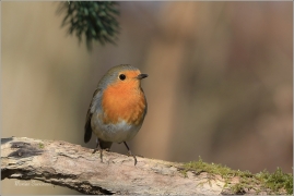 <p>ČERVENKA OBECNÁ (Erithacus rubecula) ------- /European robin - Rotkehlchen</p>