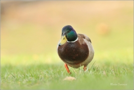 <p>KACHNA DIVOKÁ (Anas platyrhynchos) /Mallard - Stockente/</p>