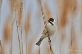 <p>STRNAD RÁKOSNÍ (Emberiza schoeniclus) Ústecko ----- /Common reed bunting – Rohrammer/</p>