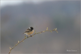 <p>BRAMBORNÍČEK ČERNOHLAVÝ (Saxicola torquata) Ústecko ------- /African stonechat – Schwarzkehlchen/</p>
