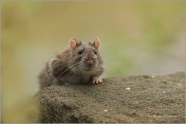 <p>POTKAN (Rattus norvegicus) Děčín - Zámecký rybník ---- /Brown rat - Wanderratte/</p>