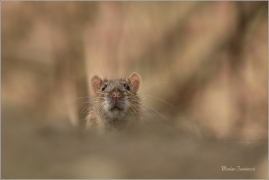 <p>POTKAN (Rattus norvegicus) Děčín - Zámecký rybník ---- /Brown rat - Wanderratte/</p>