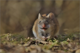 <p>MYŠICE TEMNOPÁSÁ (Apodemus agrarius) –--- /Stripted field mouse – Brandmaus/</p>