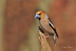 <p>DLASK TLUSTOZOBÝ (Coccothraustes coccothraustes) Jiříkov</p>