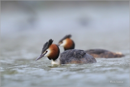 <p>POTÁPKA ROHÁČ (Podiceps cristatus) Varnsdorf ----- /Great grested grebe – Haubentaucher/</p>