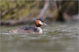 <p>POTÁPKA ROHÁČ (Podiceps cristatus) Varnsdorf ----- /Great grested grebe – Haubentaucher/</p>