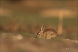 <p>KRÁLÍK DIVOKÝ (Oryctolagus cuniculus) - Mladá Boleslav ---- /European rabbit - Wildkaninchen/</p>