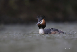 <p>POTÁPKA ROHÁČ (Podiceps cristatus) Varnsdorf ----- /Great grested grebe – Haubentaucher/</p>