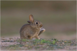 <p>KRÁLÍK DIVOKÝ (Oryctolagus cuniculus) - Mladá Boleslav ---- /European rabbit - Wildkaninchen/</p>