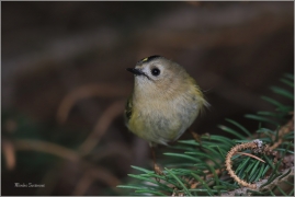 <p>KRÁLÍČEK OBECNÝ (Regulus regulus) Šluknovsko - Harta /Goldcrest - Wintergoldhähnchen/</p>