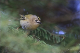 <p>KRÁLÍČEK OBECNÝ (Regulus regulus) Šluknovsko - Jiříkov /Goldcrest - Wintergoldhähnchen/</p>