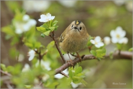 <p>KRÁLÍČEK OBECNÝ (Regulus regulus) Šluknovsko - Harta /Goldcrest - Wintergoldhähnchen/</p>
