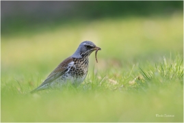 <p>DROZD KVÍČALA (Turdus pilaris) /Fieldfare - Wacholderdrossel/</p>