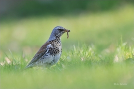 <p>DROZD KVÍČALA (Turdus pilaris) /Fieldfare - Wacholderdrossel/</p>