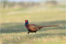 <p>BAŽANT OBECNÝ (Phasianus colchicus) - Mladá Boleslav ---- /Common peansant - Fasan/</p>