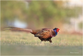 <p>BAŽANT OBECNÝ (Phasianus colchicus) Mladá Boleslav-Radouč /Common pheasant - Fasan/</p>