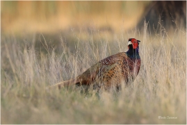 <p>BAŽANT OBECNÝ (Phasianus colchicus) Mladá Boleslav-Radouč /Common pheasant - Fasan/</p>