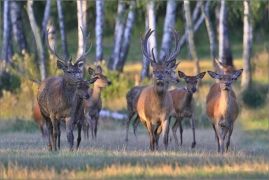 <p>JELEN LESNÍ (Cervus elaphus) obora Rumburk --- / Red deer / Rothirsch</p>